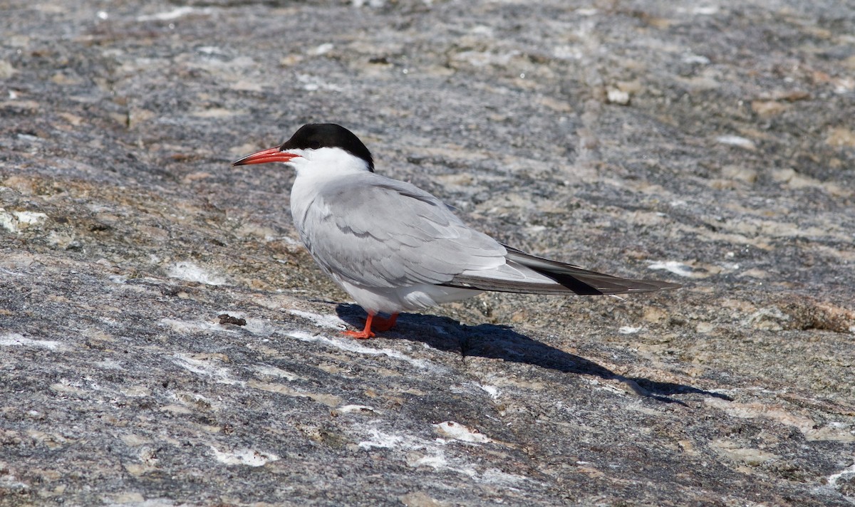 Common Tern - Holly Merker