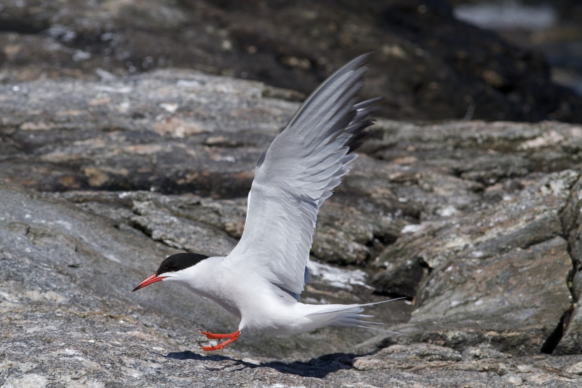 Common Tern - Holly Merker