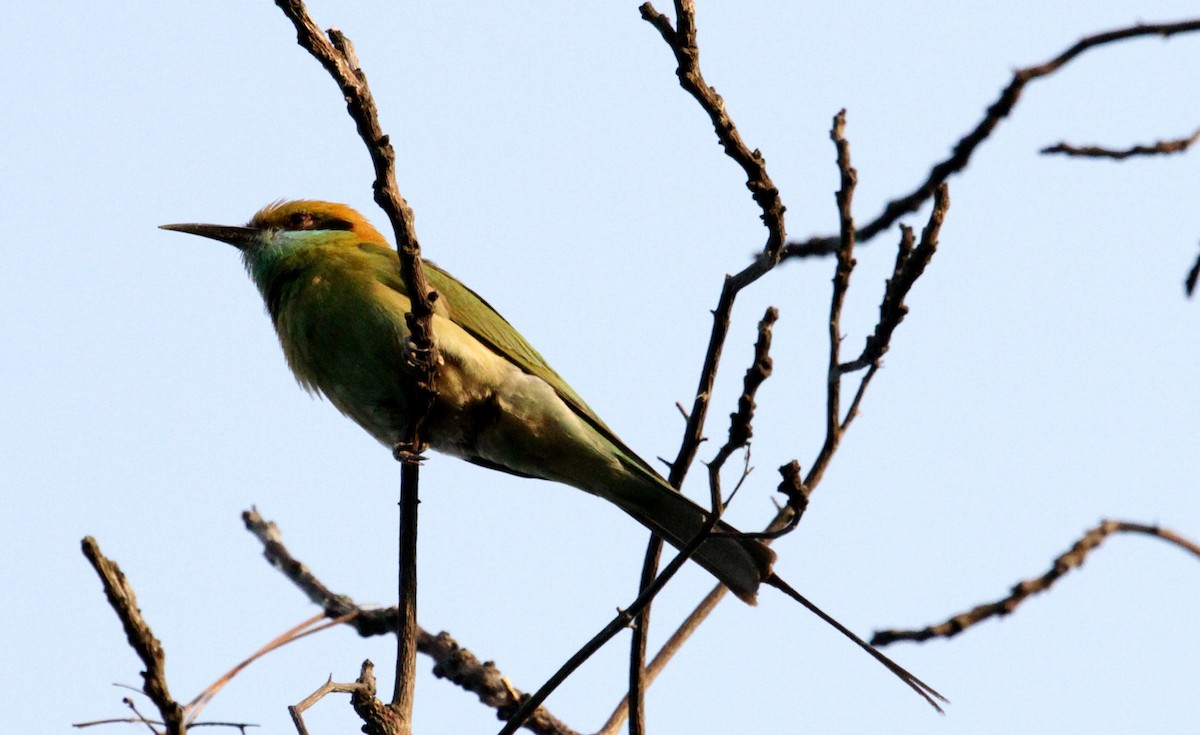 Asian Green Bee-eater - ML90552871