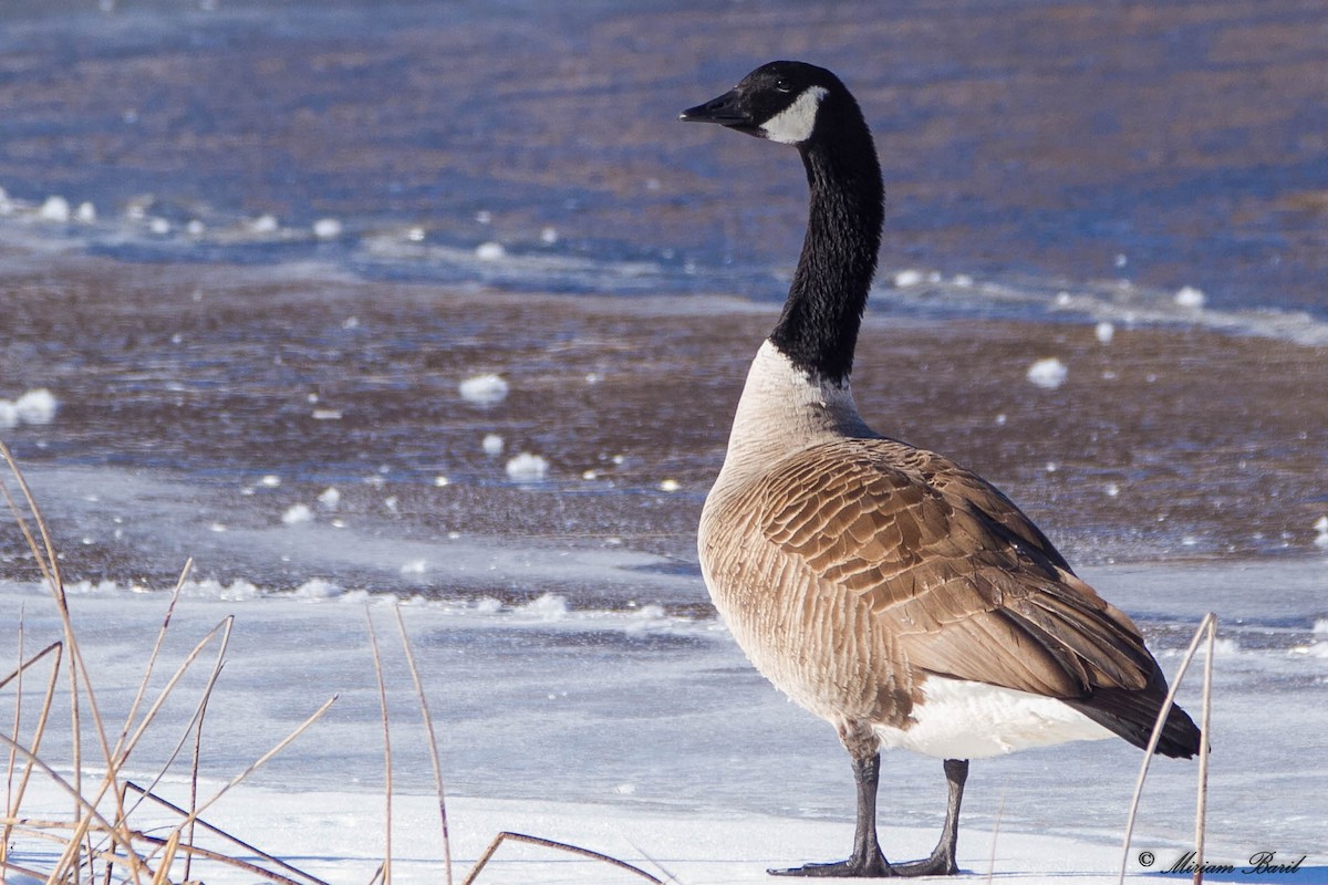 Canada Goose - Miriam Baril