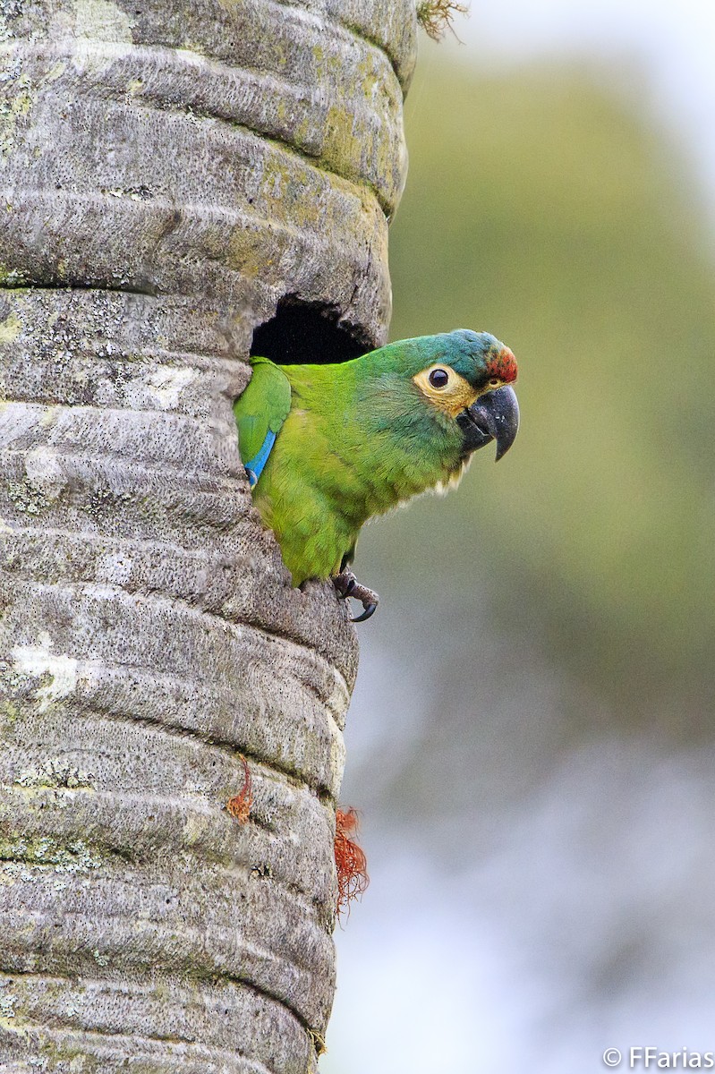 Blue-winged Macaw - Fernando Farias