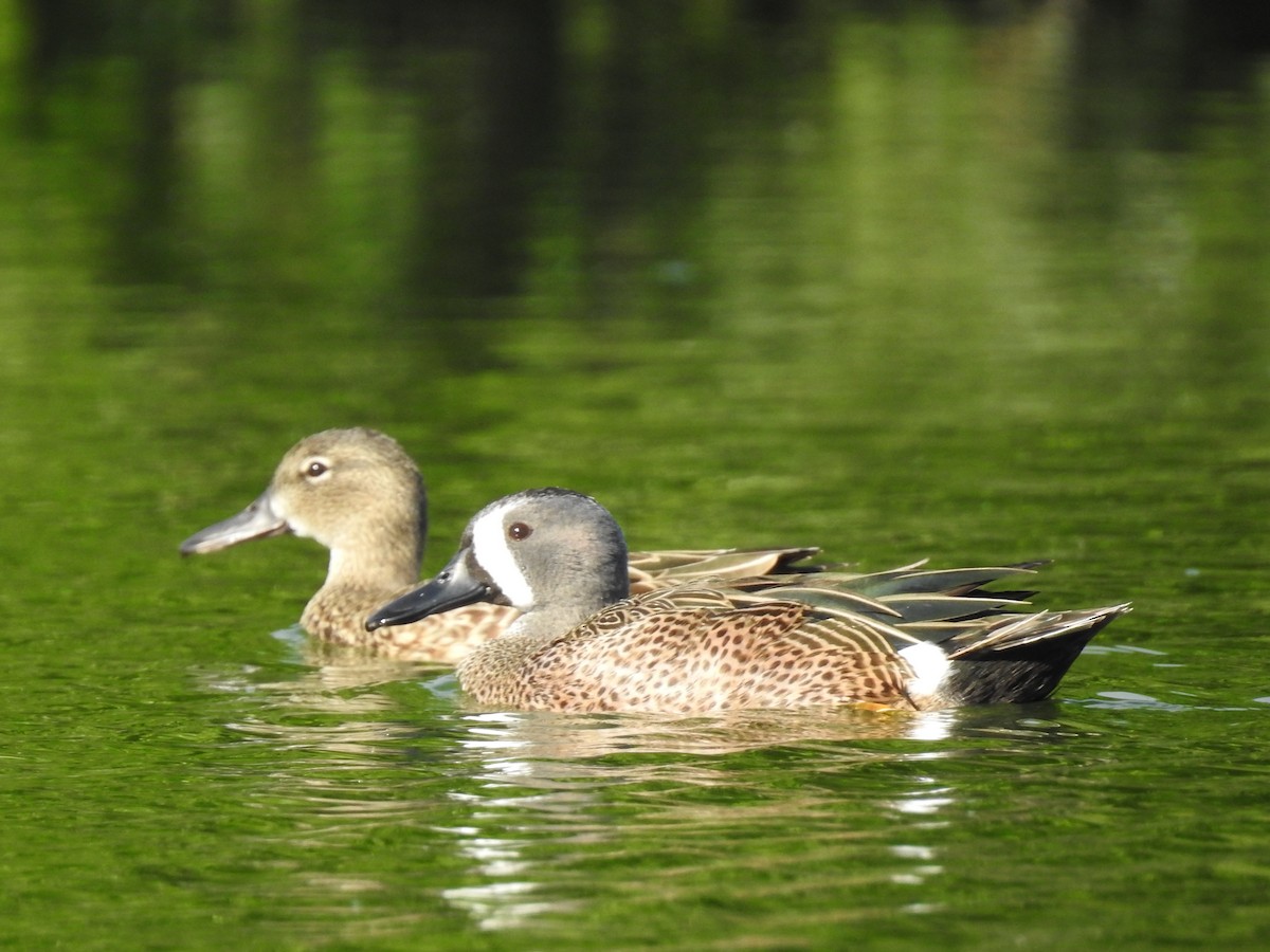 Blue-winged Teal - ML90554831