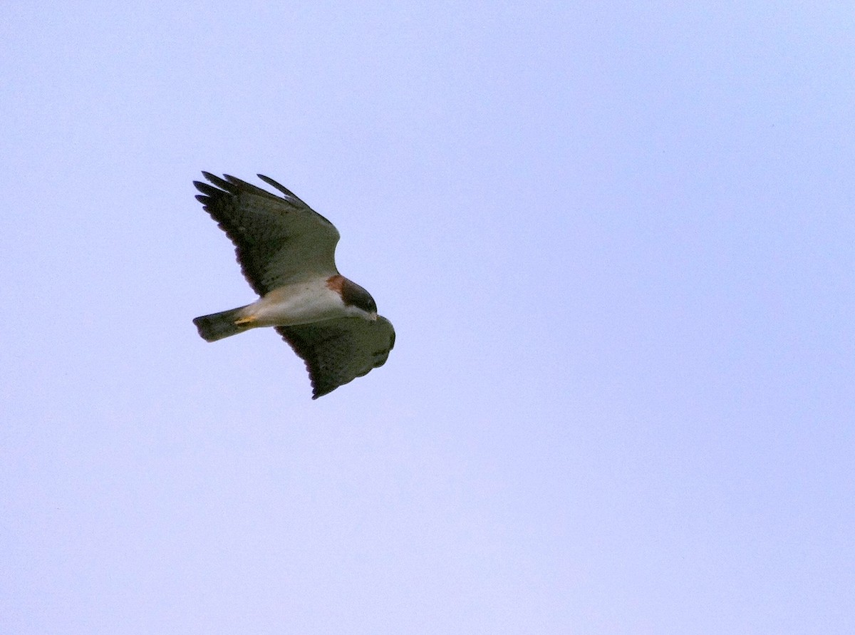 Short-tailed Hawk - Brennan Mulrooney