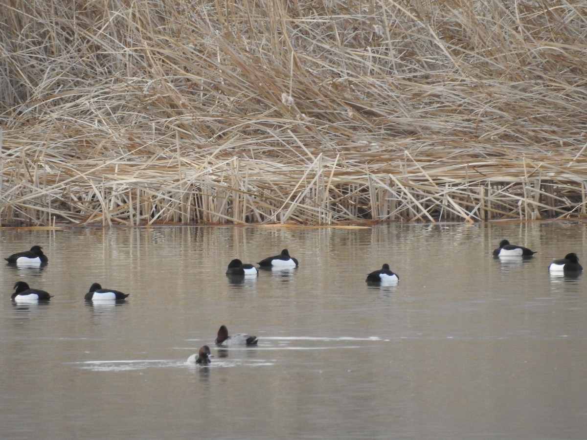 Tufted Duck - ML90557681
