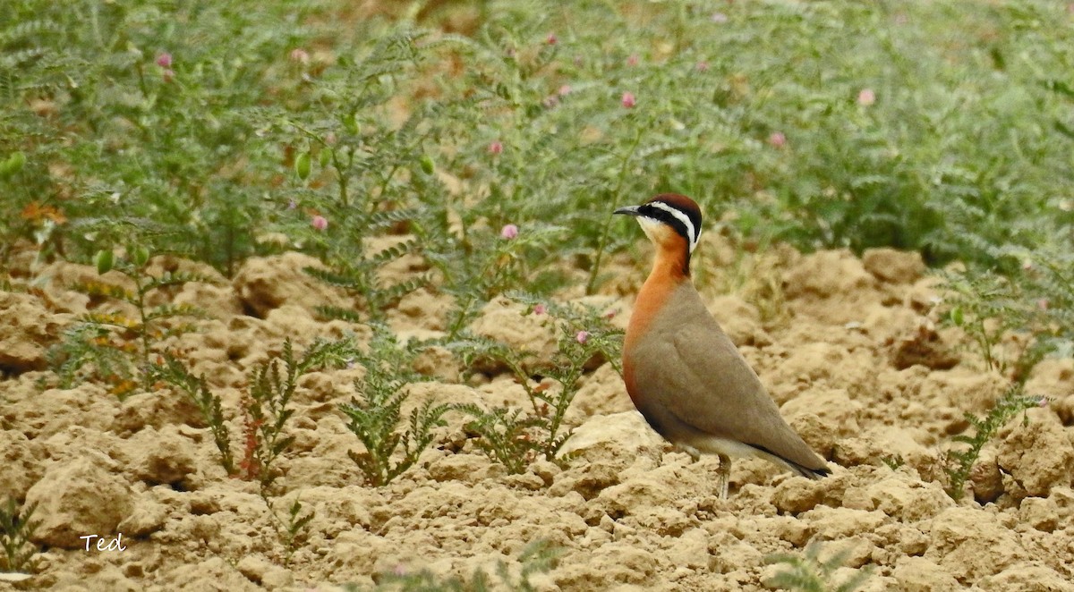 Indian Courser - Ted Sears