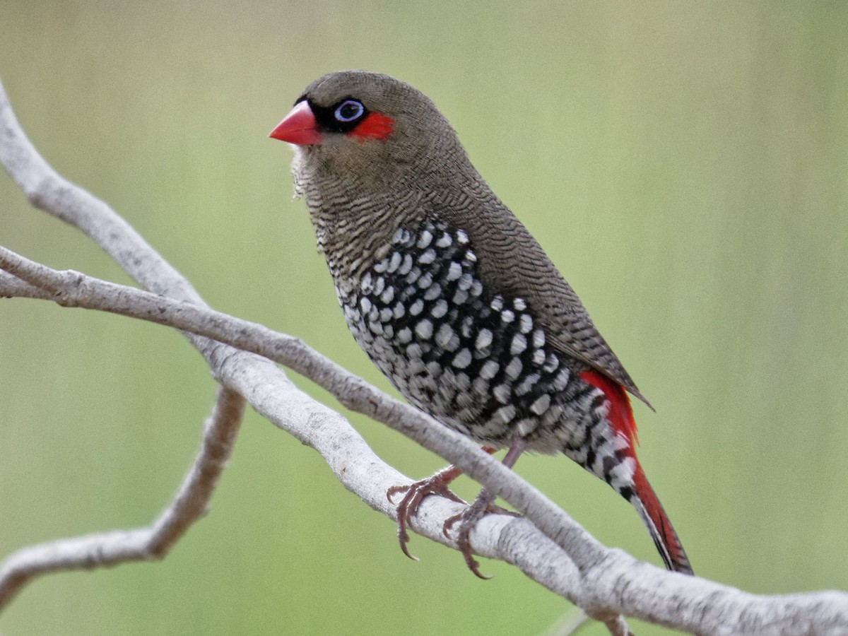 Red-eared Firetail - ML90560271