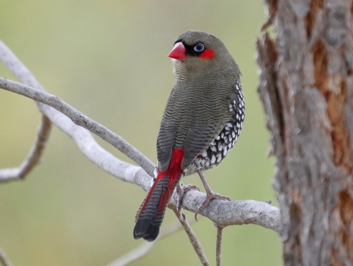 Red-eared Firetail - ML90560321