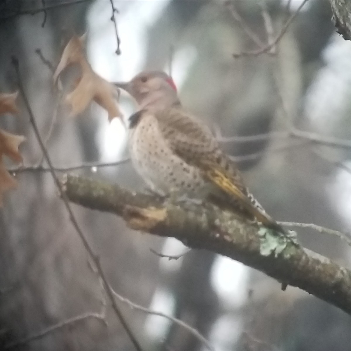 Northern Flicker (Yellow-shafted) - Donald Pendleton