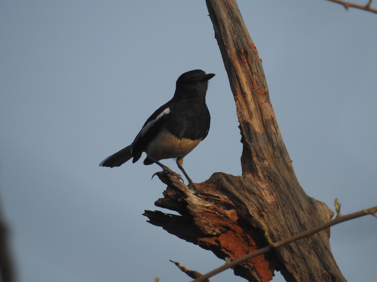 Oriental Magpie-Robin - Ashwin Viswanathan