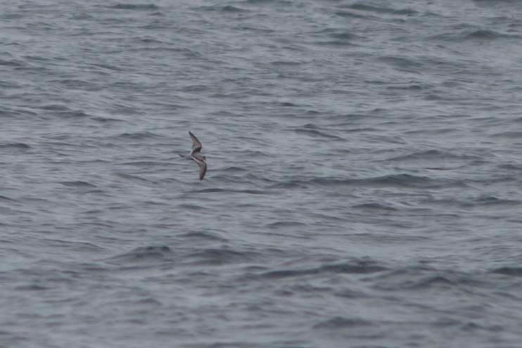 Fork-tailed Storm-Petrel - ML90563541
