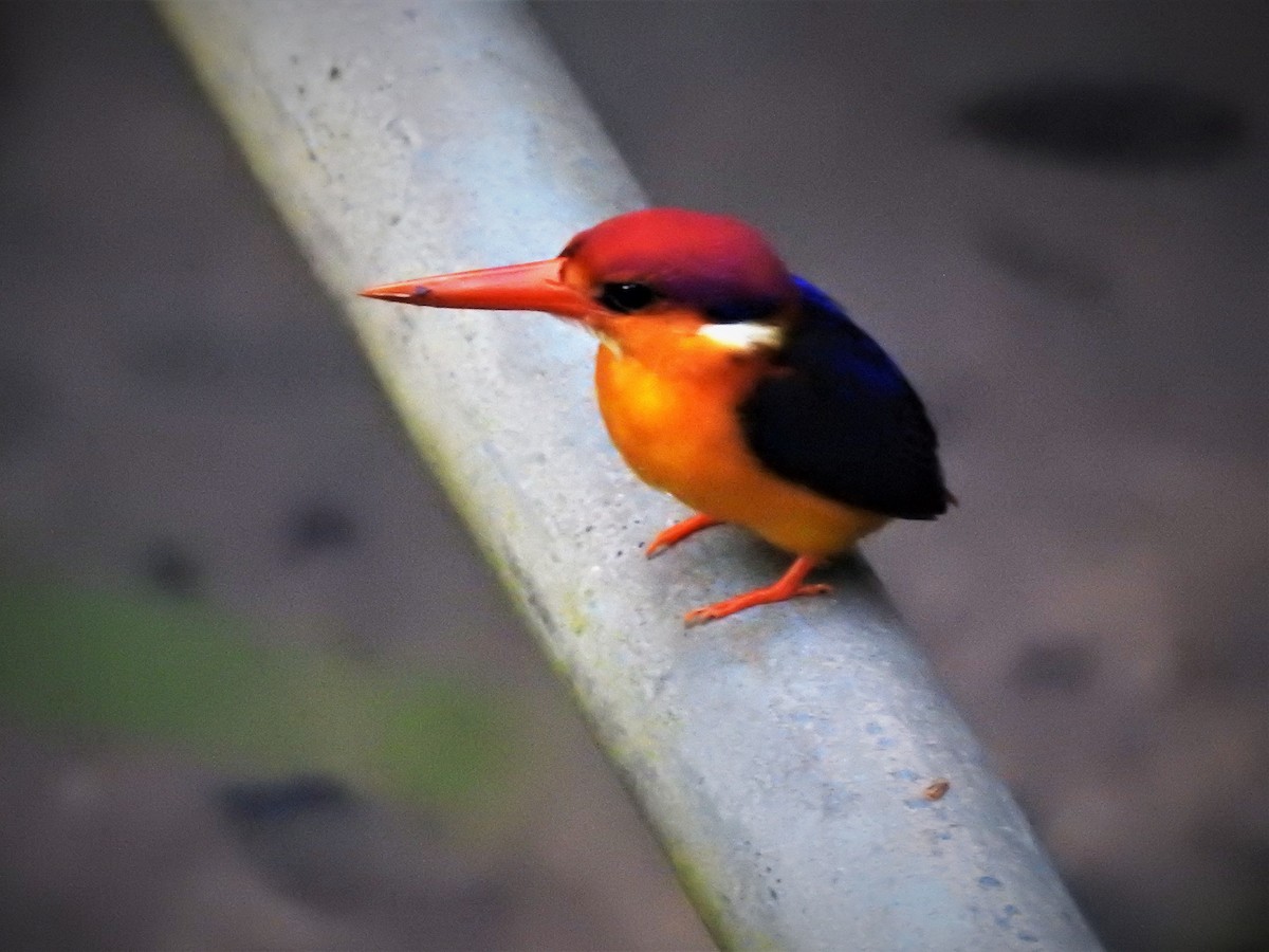 Black-backed Dwarf-Kingfisher - Tuck Hong Tang