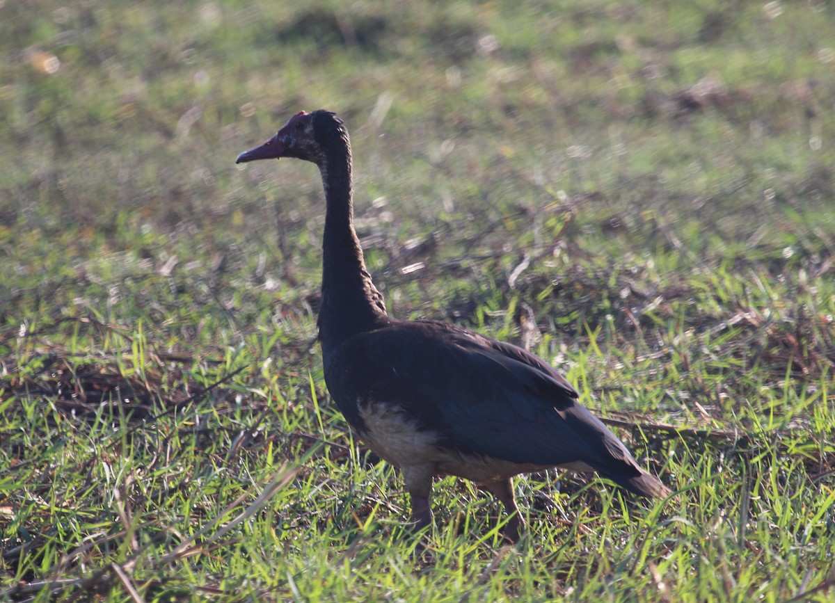 Spur-winged Goose - ML90567051