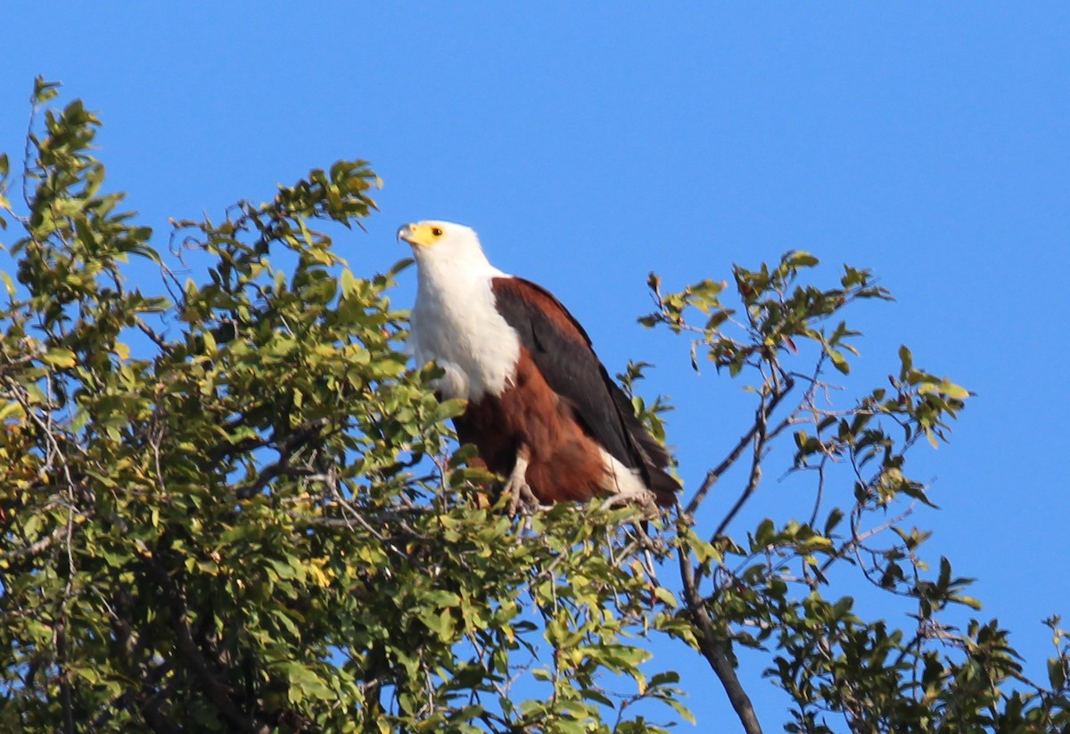 African Fish-Eagle - ML90567141