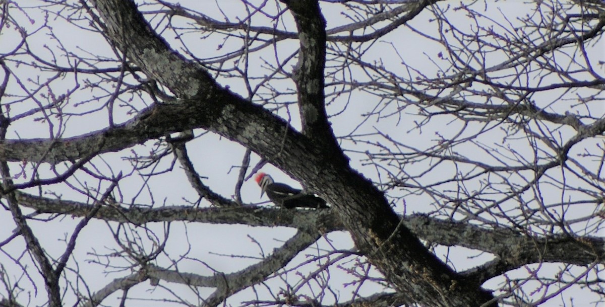 Pileated Woodpecker - Tisha ROWLEY