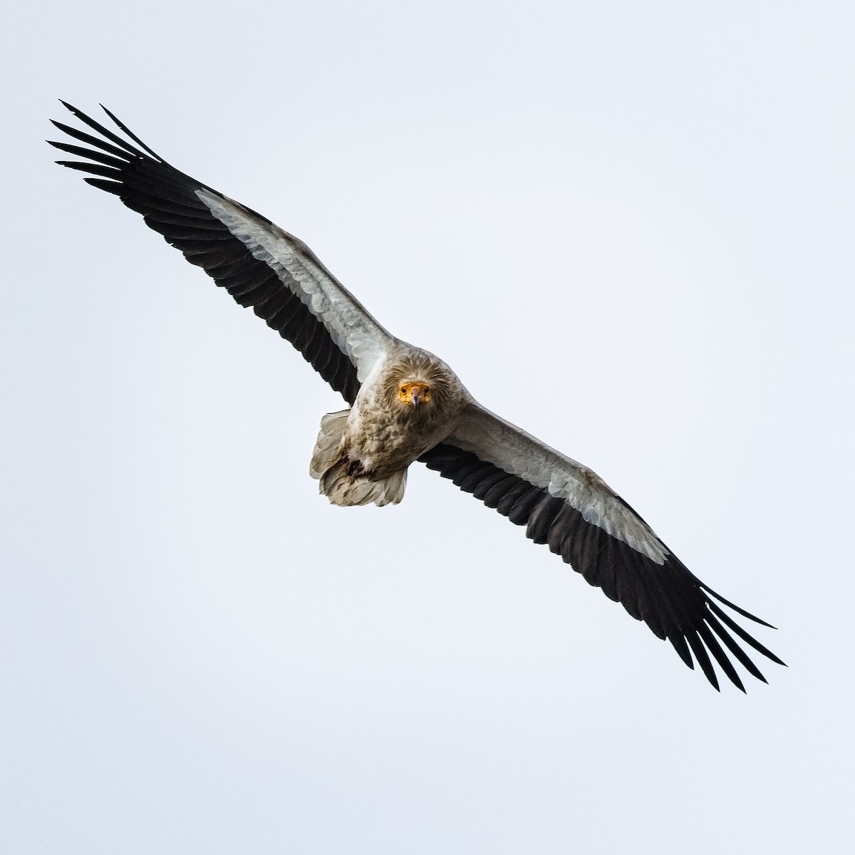 Egyptian Vulture - Bob Bowhay