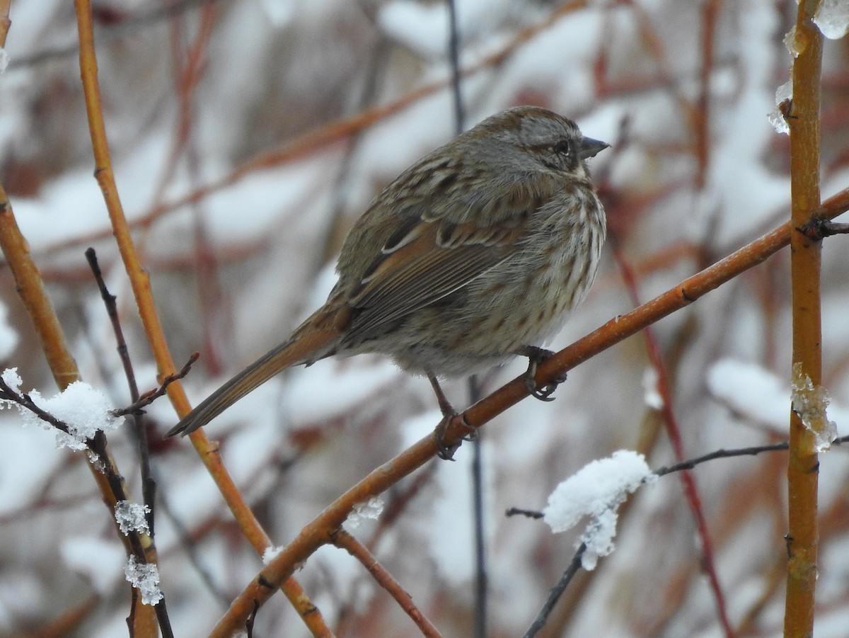 Song Sparrow - Shane Sater
