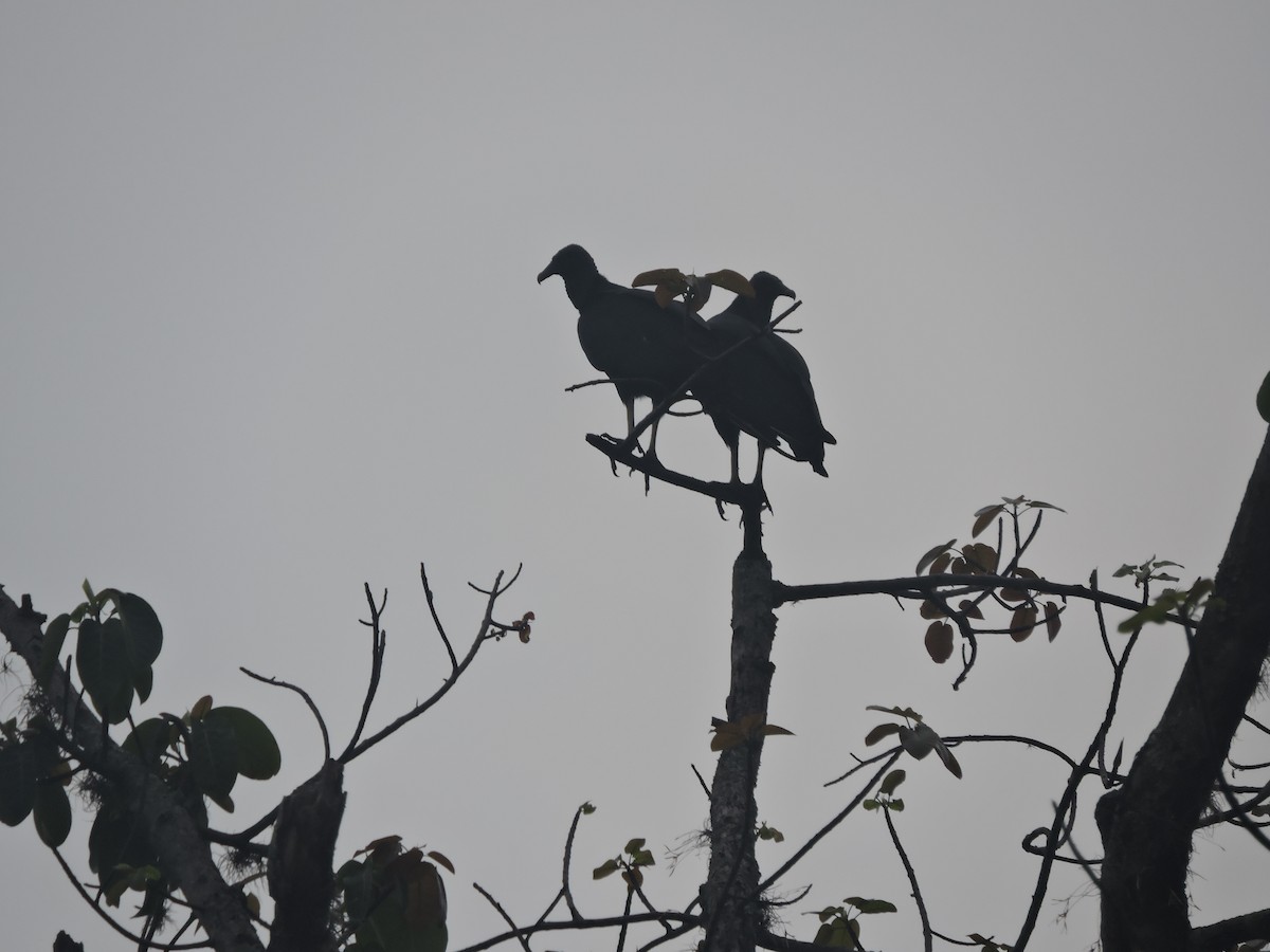 Black Vulture - olmeyder rojas florez