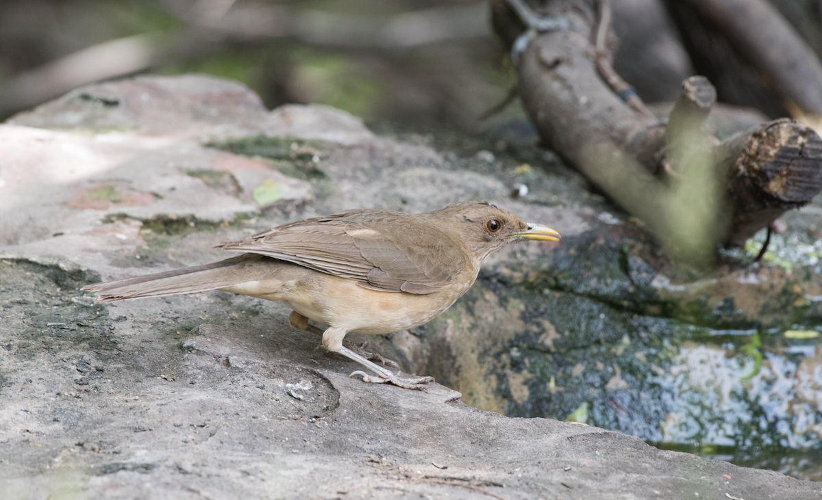 Clay-colored Thrush - Tyler Ficker