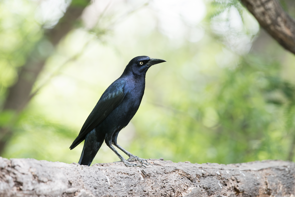 Great-tailed Grackle - ML90575871
