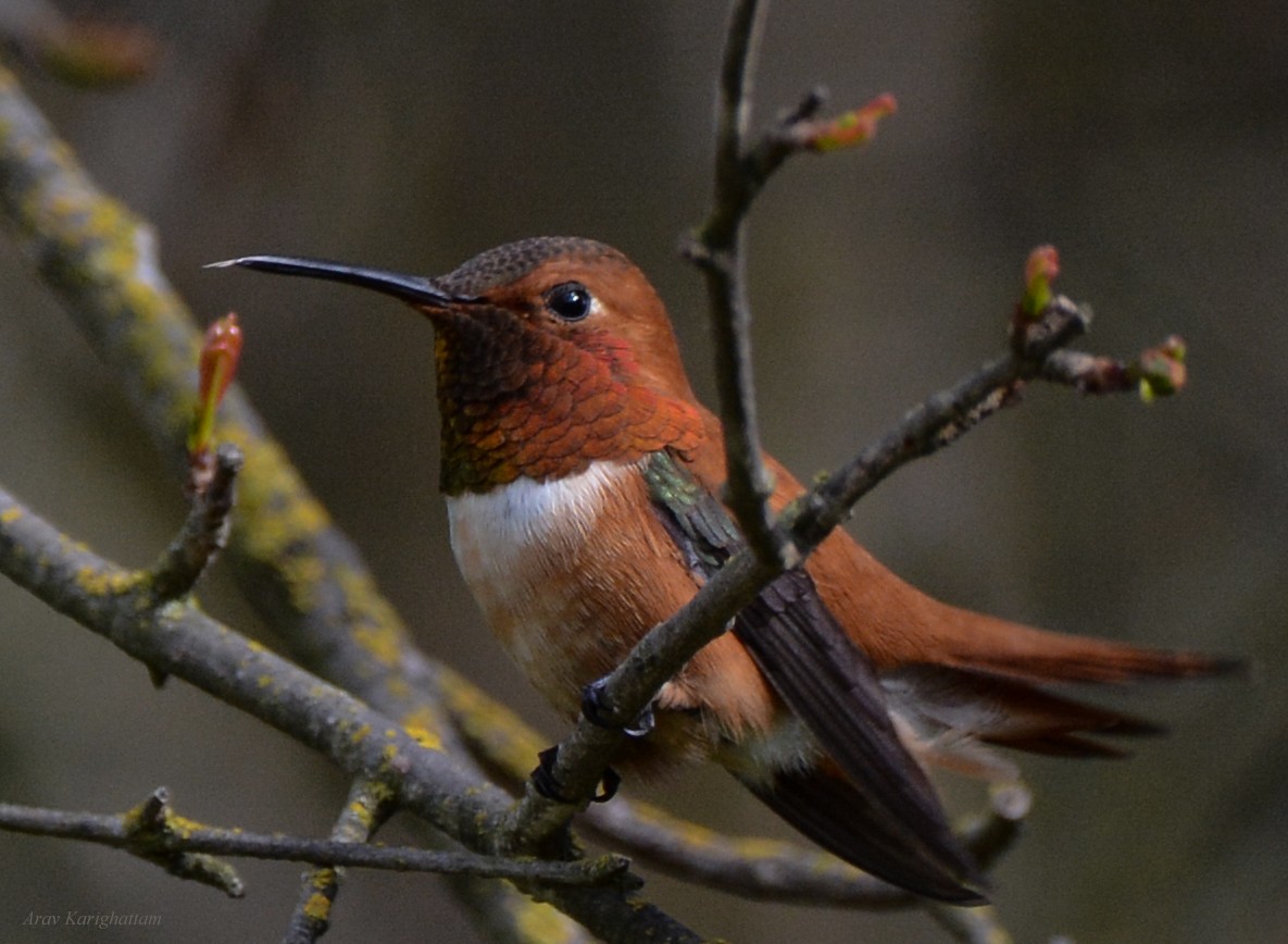 Rufous Hummingbird - Arav and Aranya Karighattam