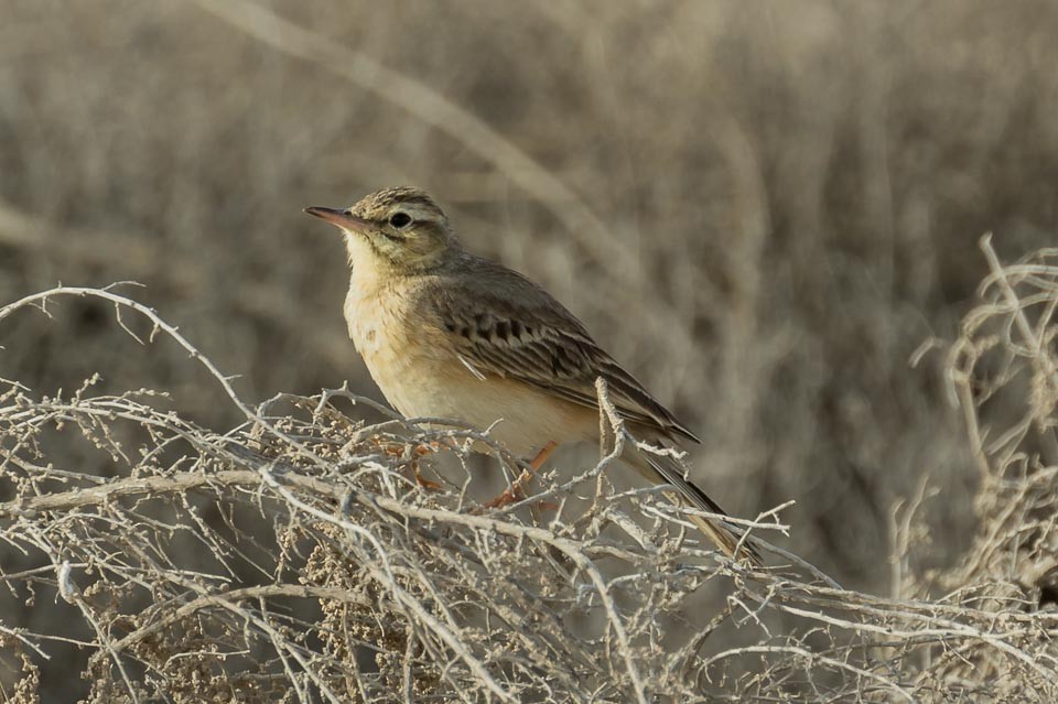 Tawny Pipit - James Kennerley