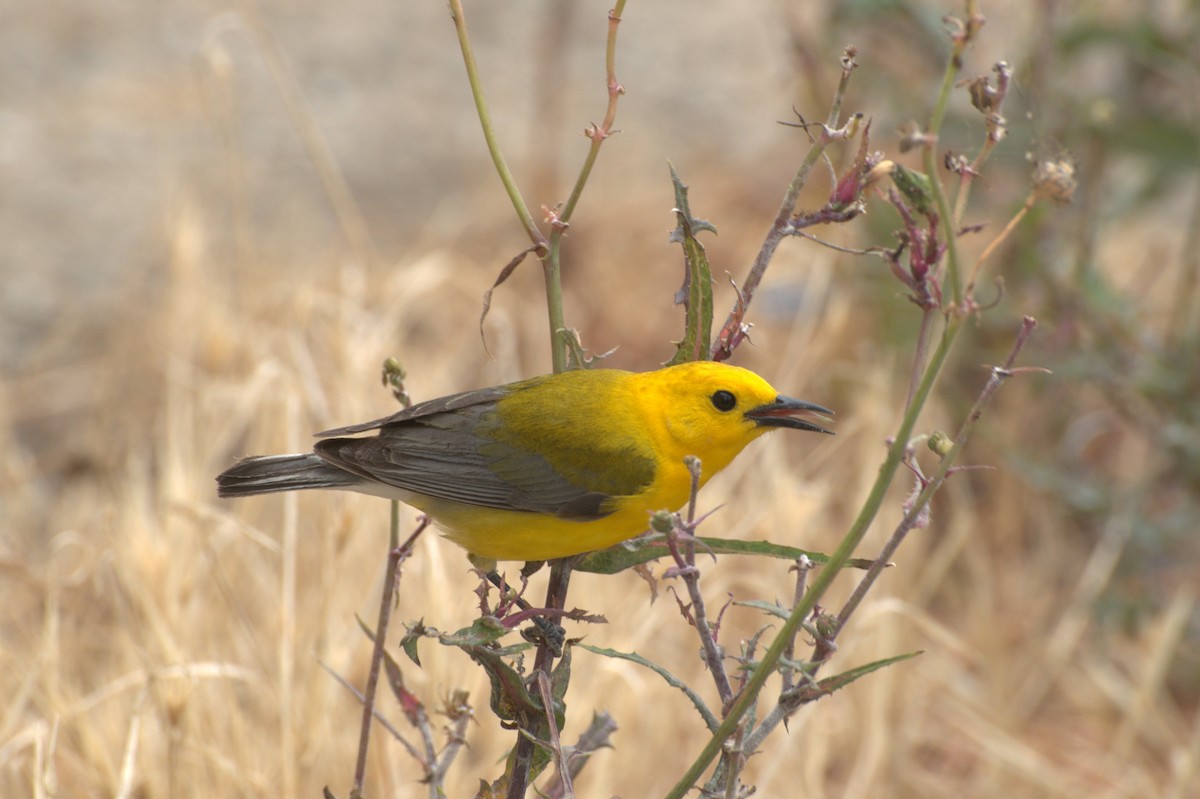 Prothonotary Warbler - Justyn Stahl