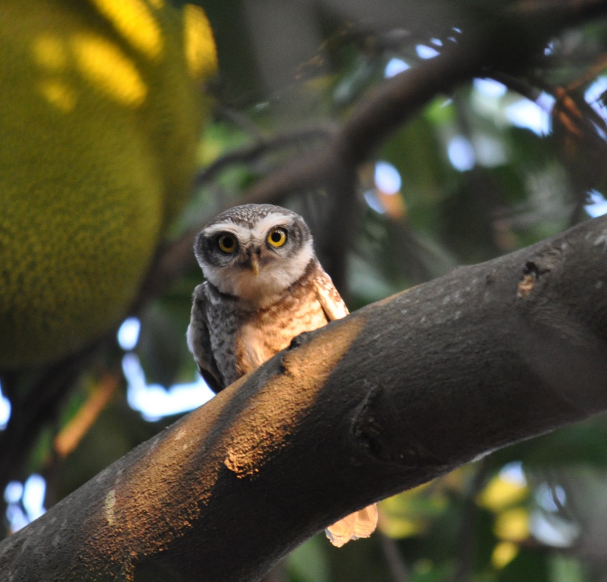 Spotted Owlet - Hareesha AS