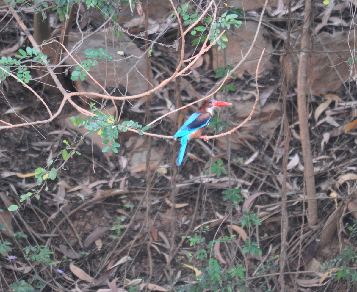 White-throated Kingfisher - Hareesha AS