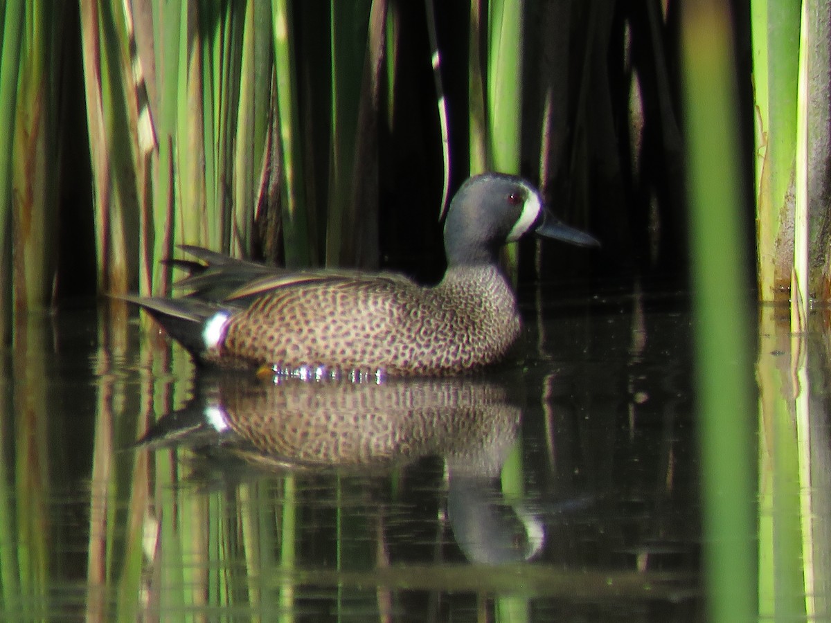 Blue-winged Teal - Manuel Roncal Inca Finch