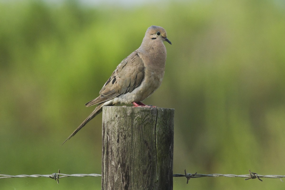 Mourning Dove - Liam Wolff