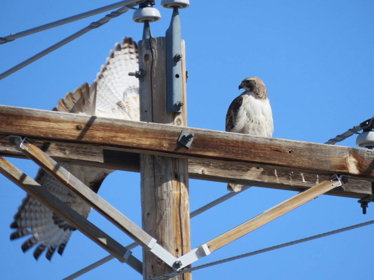 Red-tailed Hawk - ML90592421