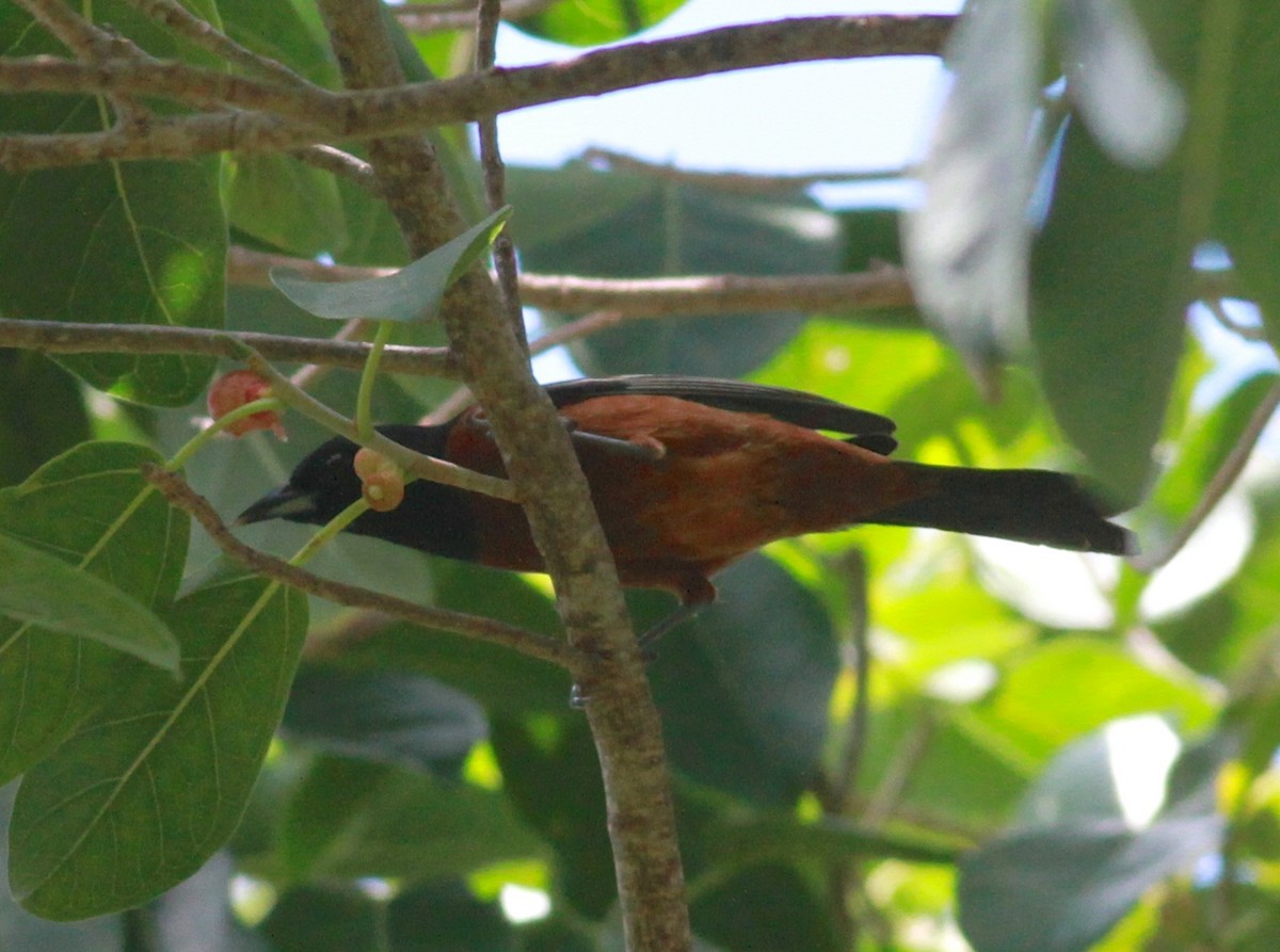 Orchard Oriole - ML90594381