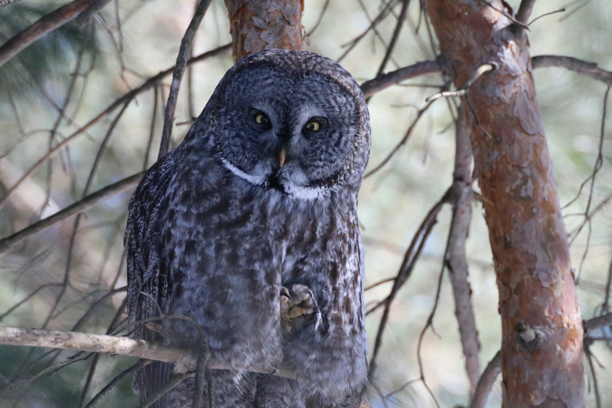 Great Gray Owl - ML90595651