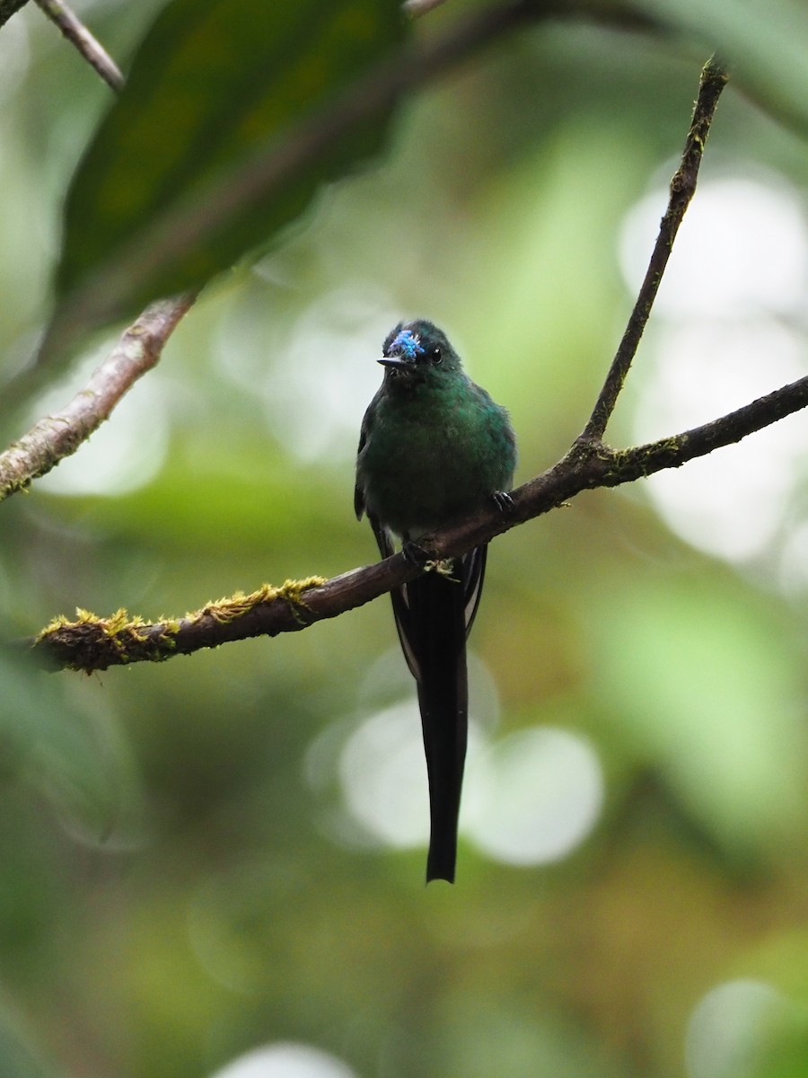 Long-tailed Sylph - ML90603441