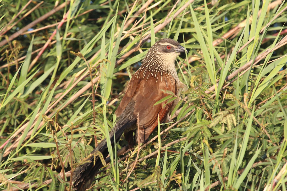 White-browed Coucal - Sandy Schreven