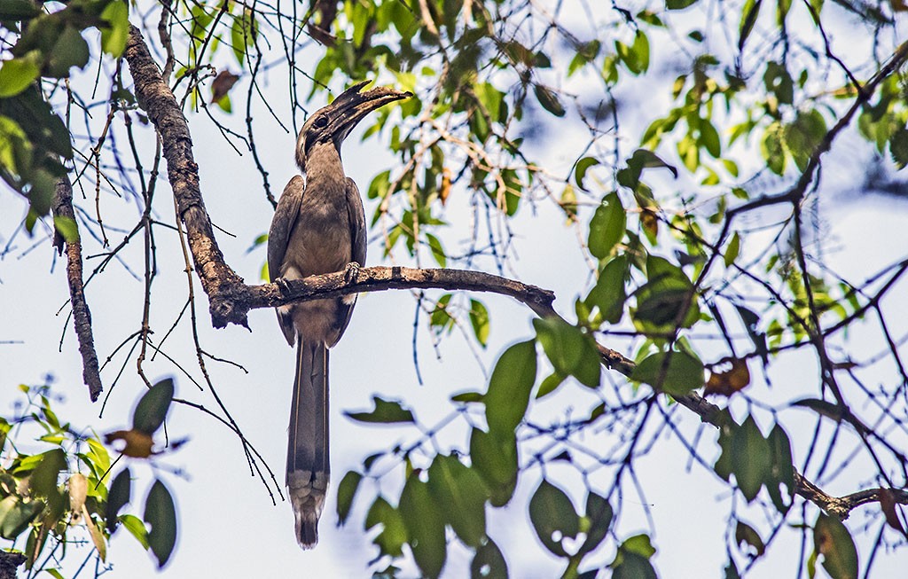 Indian Gray Hornbill - ML90606661
