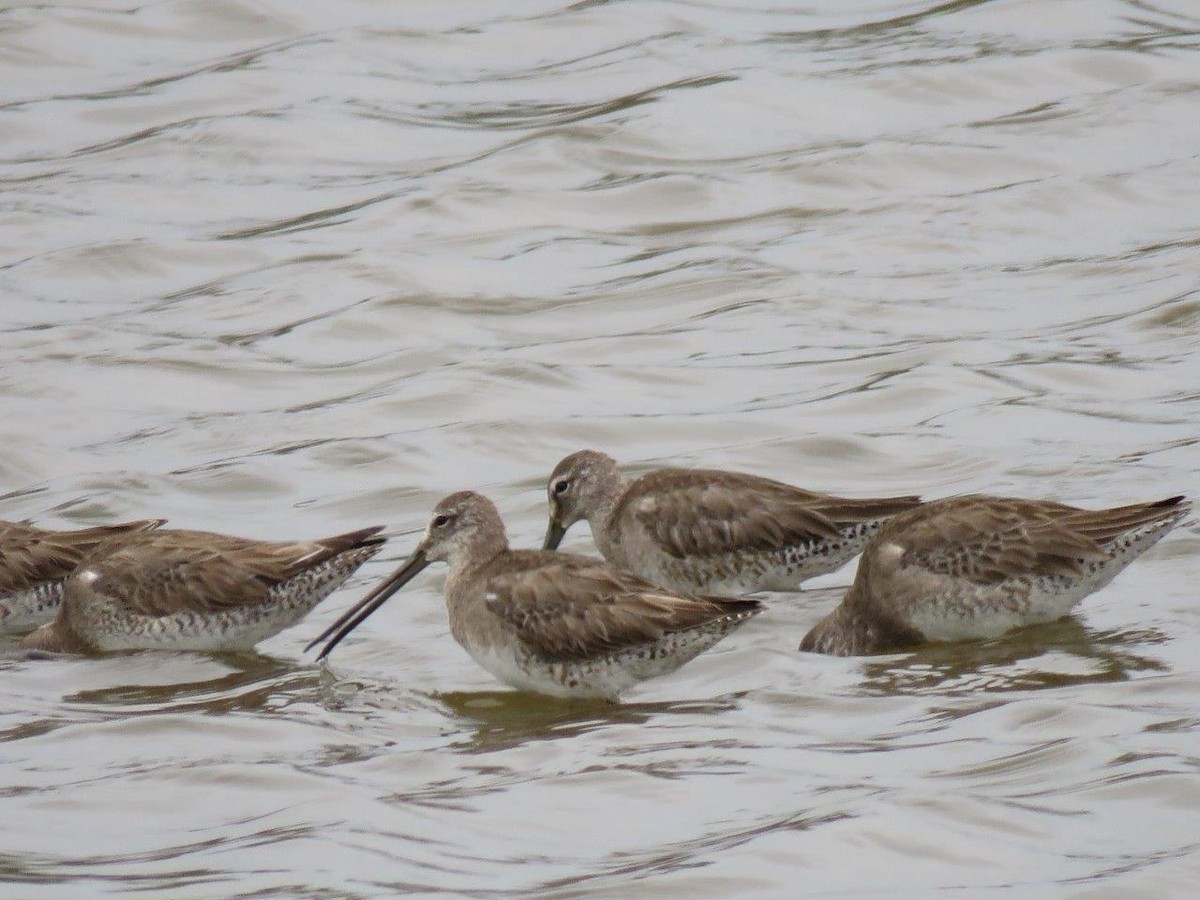 Long-billed Dowitcher - ML90607071