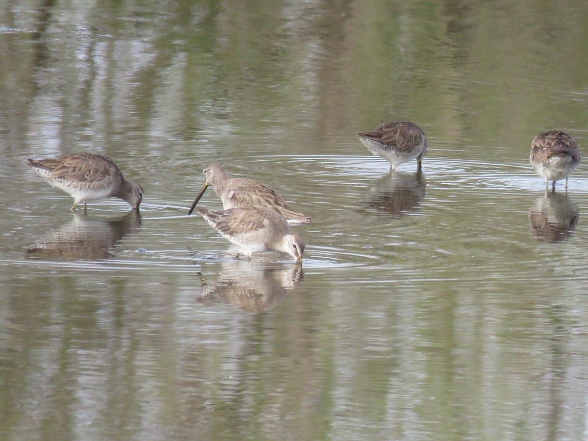Long-billed Dowitcher - ML90607091