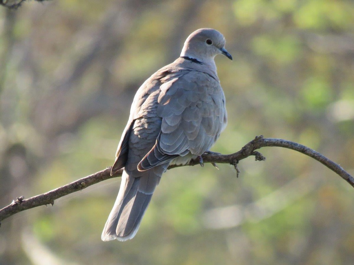 Eurasian Collared-Dove - ML90607231