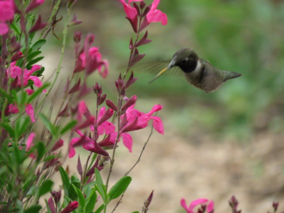 Black-chinned Hummingbird - Michael DeWispelaere