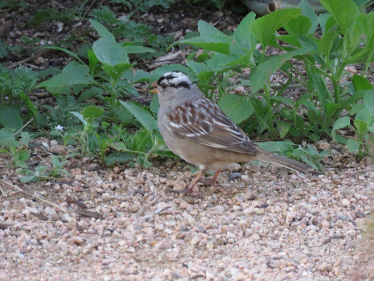 White-crowned Sparrow - Michael DeWispelaere