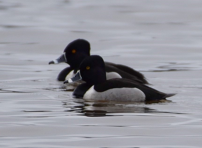 Ring-necked Duck - Ann Stinely