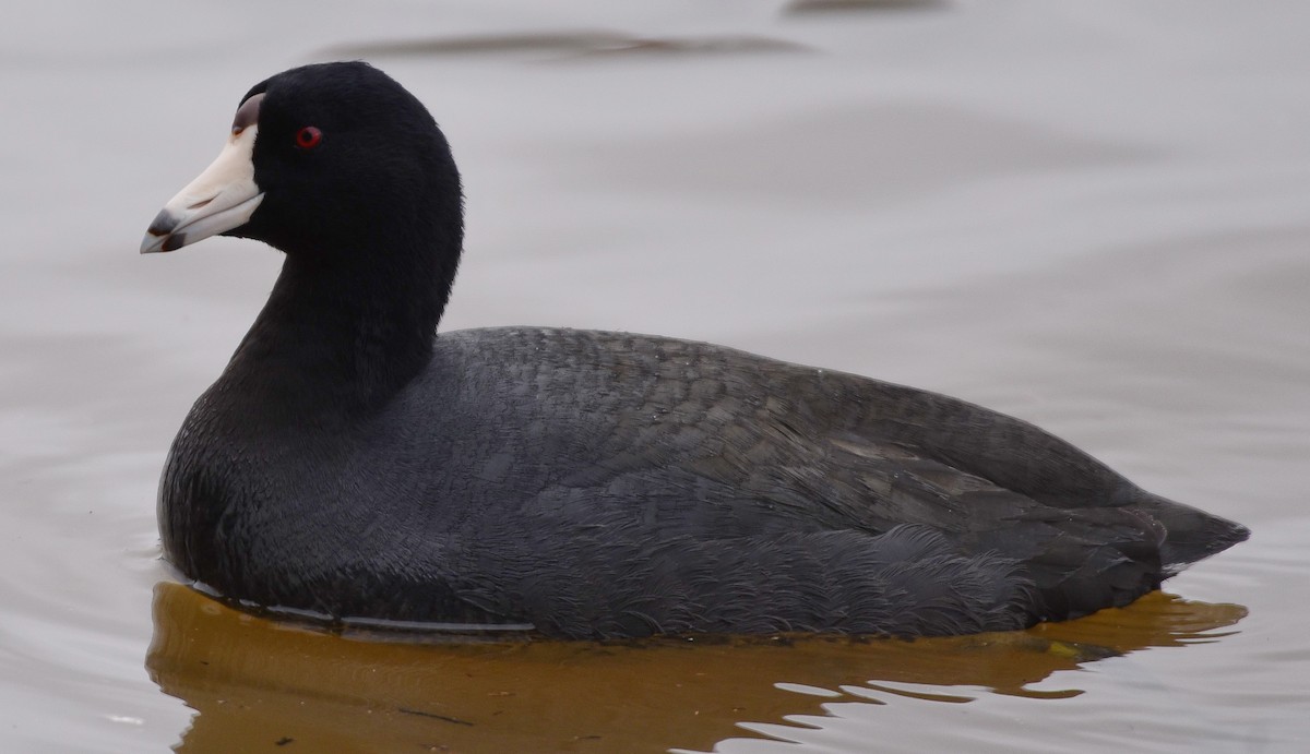 American Coot - Ann Stinely