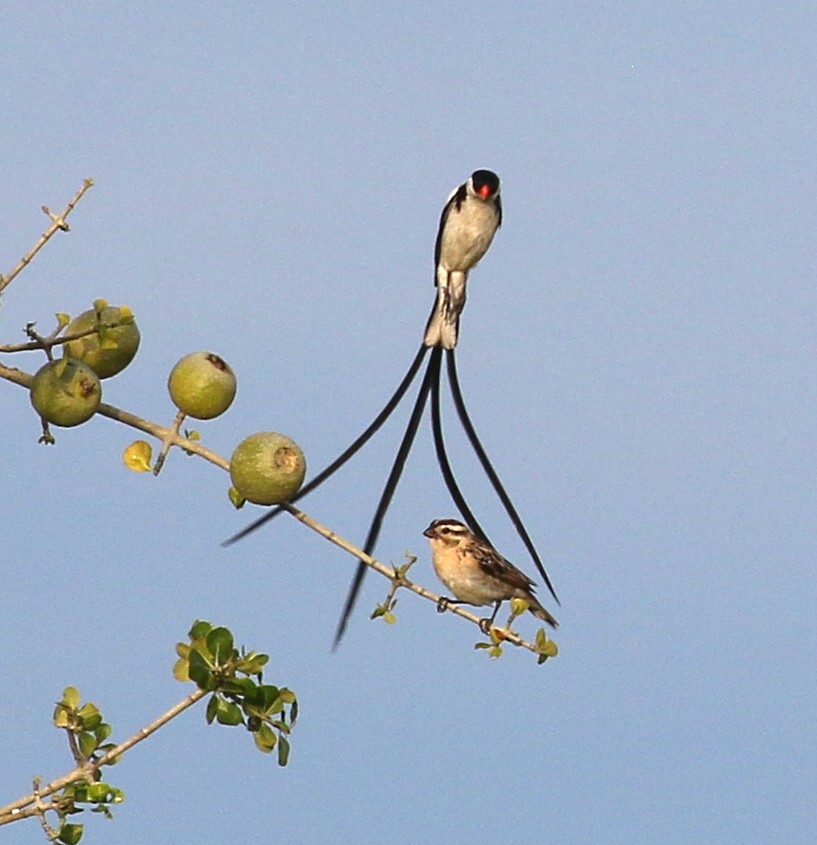 Pin-tailed Whydah - ML90609941