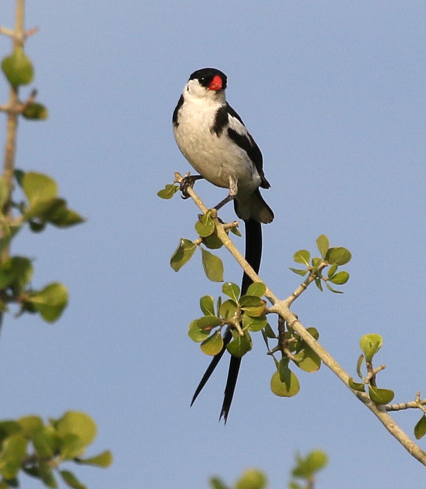 Pin-tailed Whydah - ML90609971