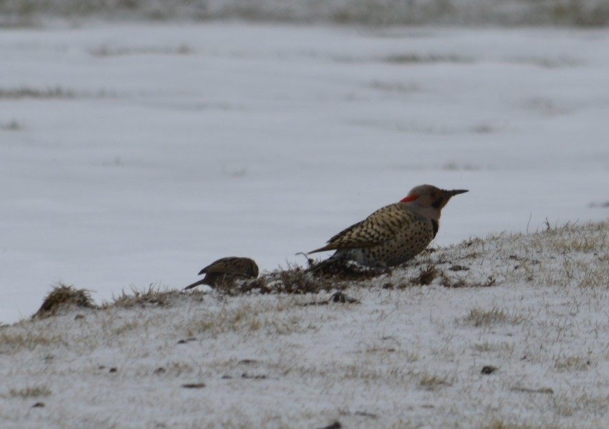 Northern Flicker (Yellow-shafted) - ML90610091