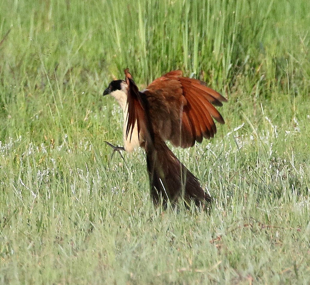 Coppery-tailed Coucal - ML90610151