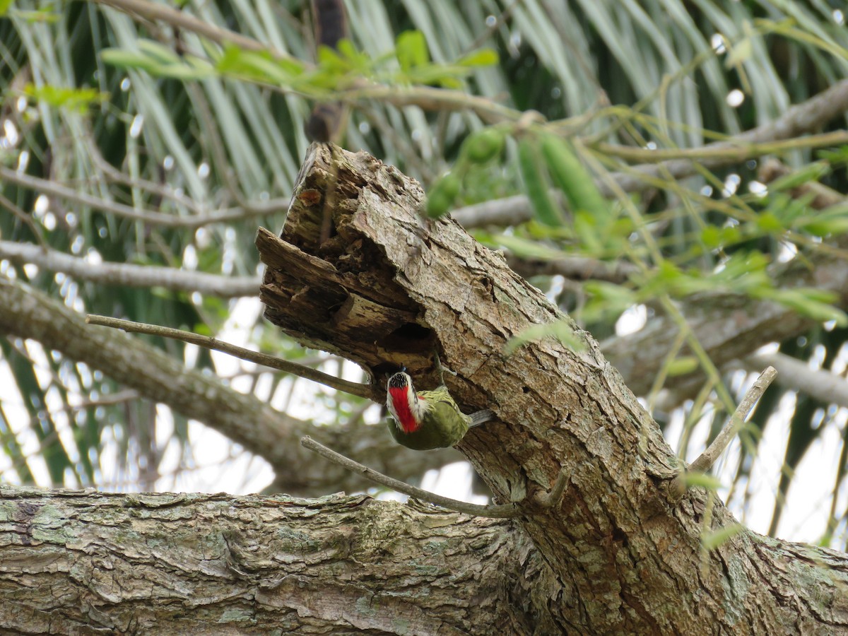 Cuban Green Woodpecker - Pat  Lueders
