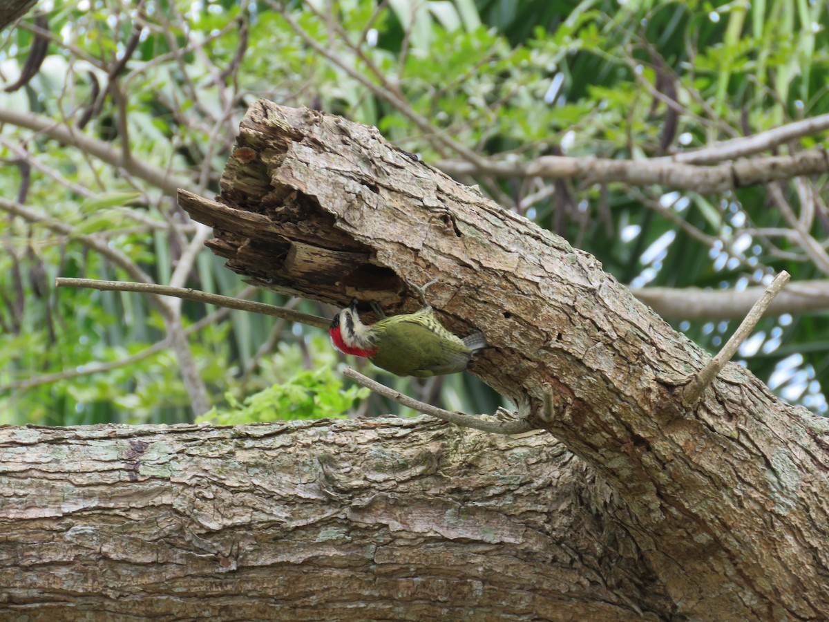 Cuban Green Woodpecker - Pat  Lueders