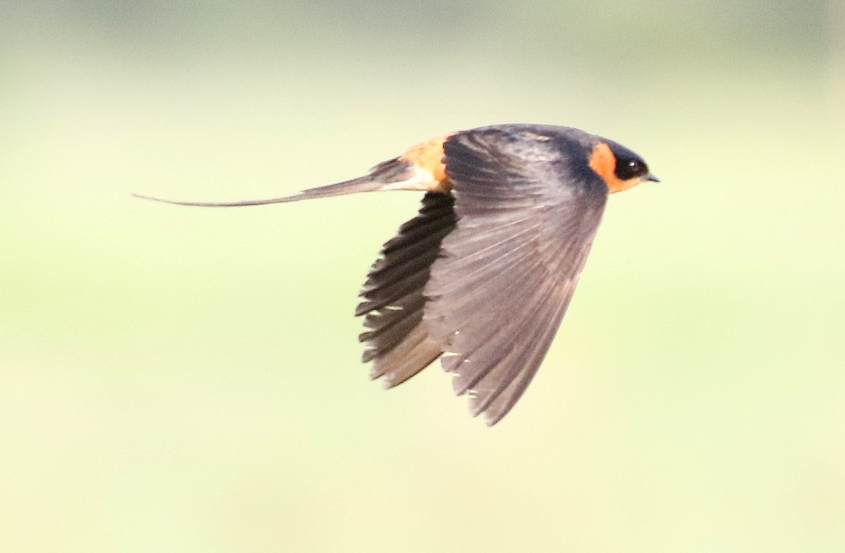 Rufous-chested Swallow - ML90611611